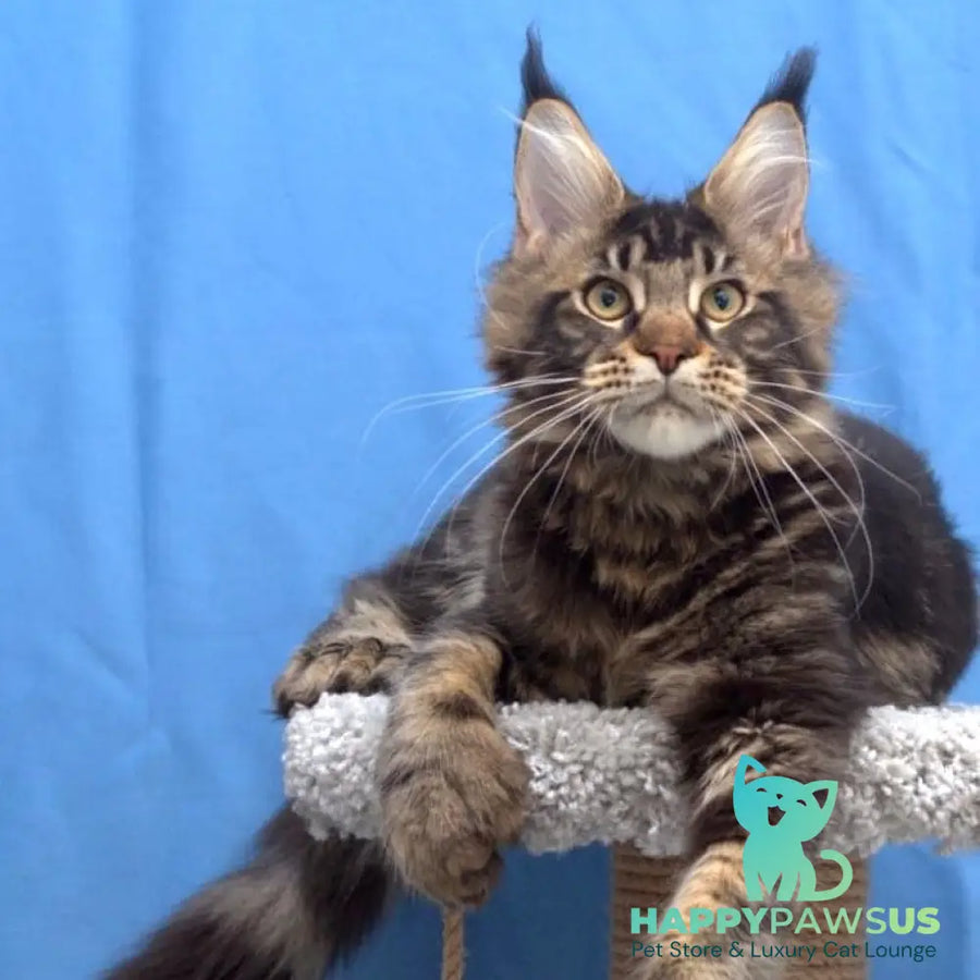 Ceasar Maine Coon polydactyl 6x6x6x6 male black tabby - live animals