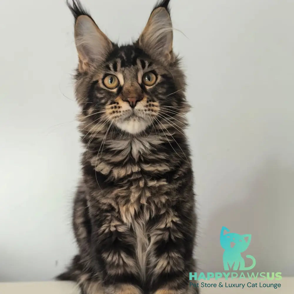 Ceasar Maine Coon polydactyl 6x6x6x6 male black tabby - live animals