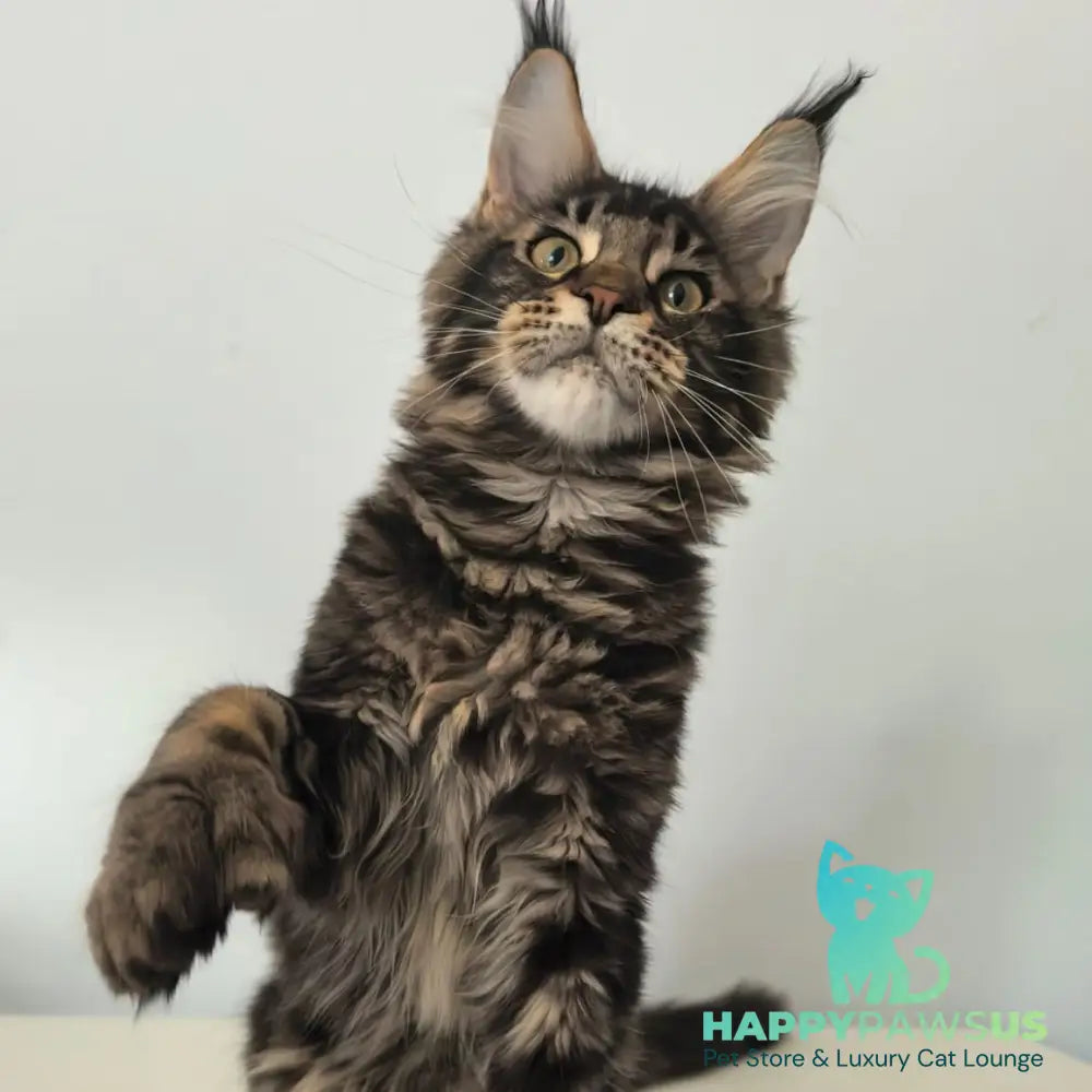 Ceasar Maine Coon polydactyl 6x6x6x6 male black tabby - live animals