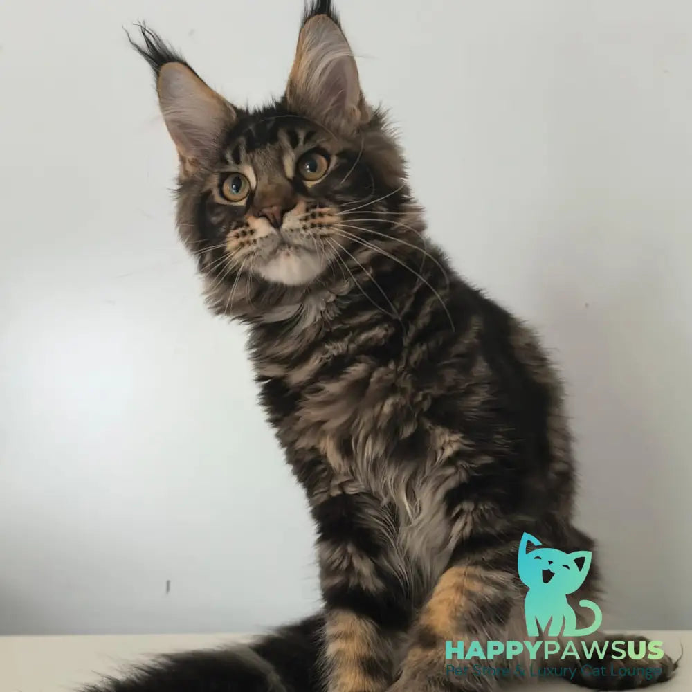 Ceasar Maine Coon polydactyl 6x6x6x6 male black tabby - live animals