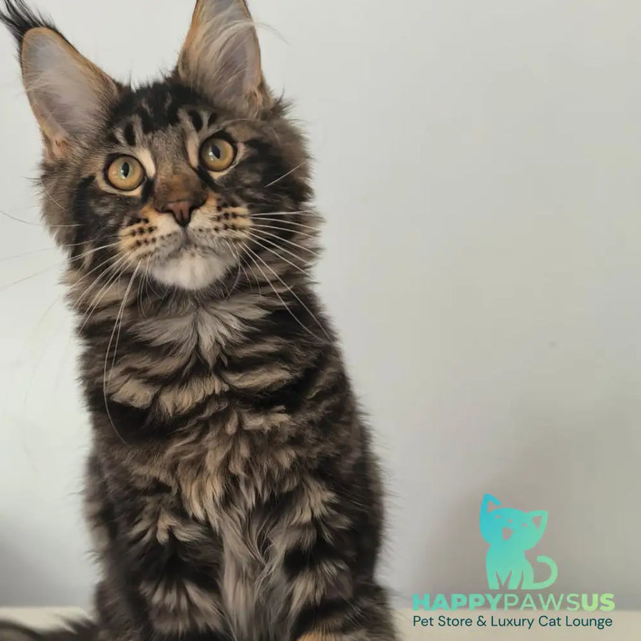 Ceasar Maine Coon polydactyl 6x6x6x6 male black tabby - live animals