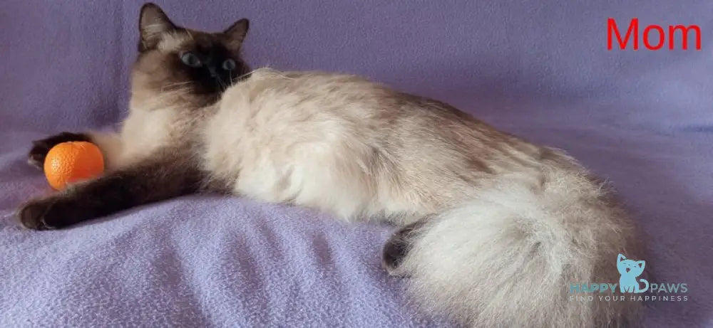 Cecero Neva Masquerade male blue tabby live animals