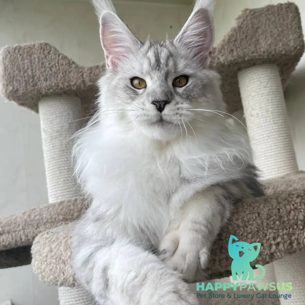Cecilia Maine Coon female black silver tabby - live animals