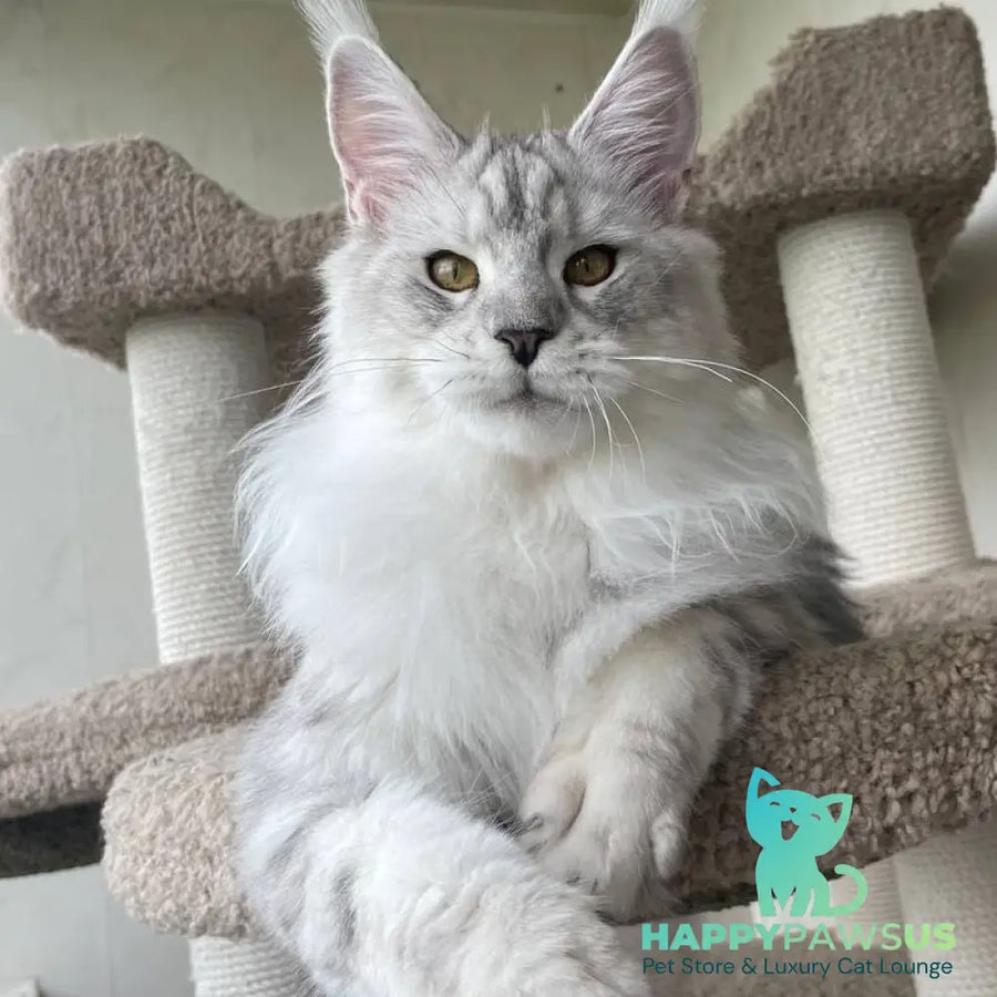 Cecilia Maine Coon female black silver tabby - live animals