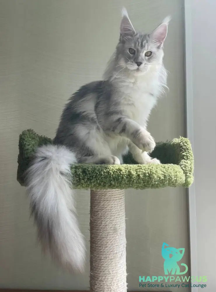 Cecilia Maine Coon female black silver tabby - live animals
