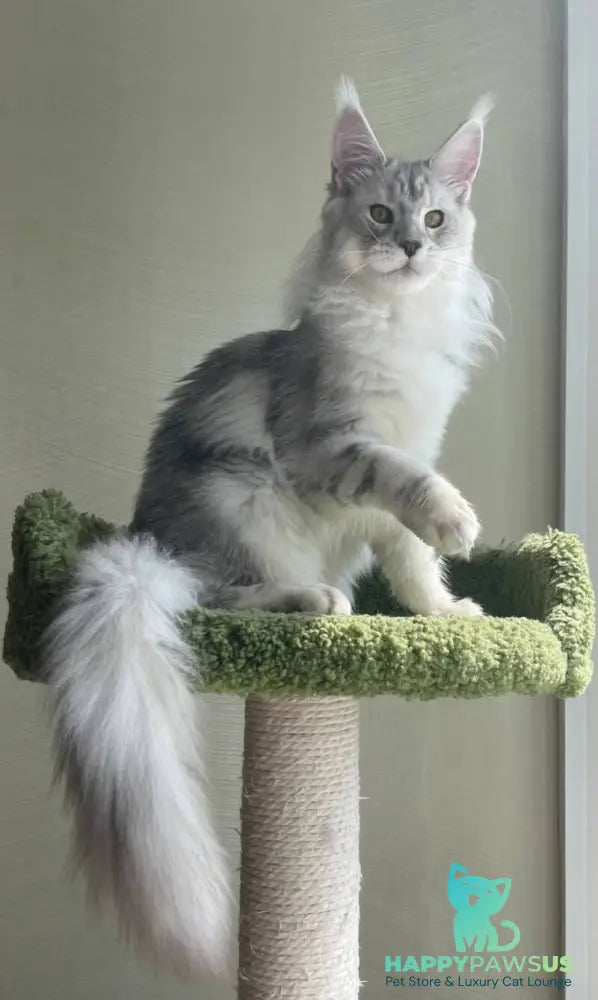 Cecilia Maine Coon female black silver tabby - live animals