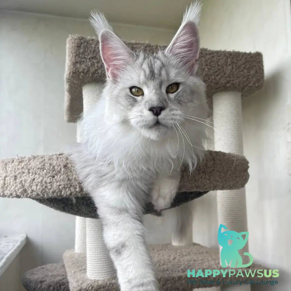 Cecilia Maine Coon female black silver tabby - live animals