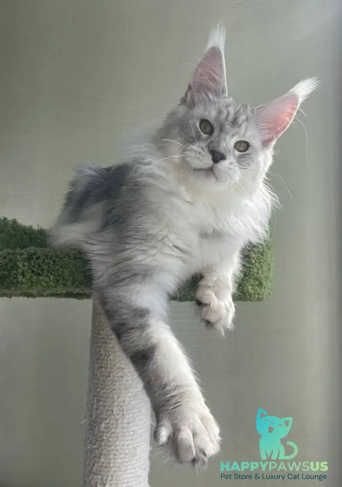 Cecilia Maine Coon female black silver tabby - live animals