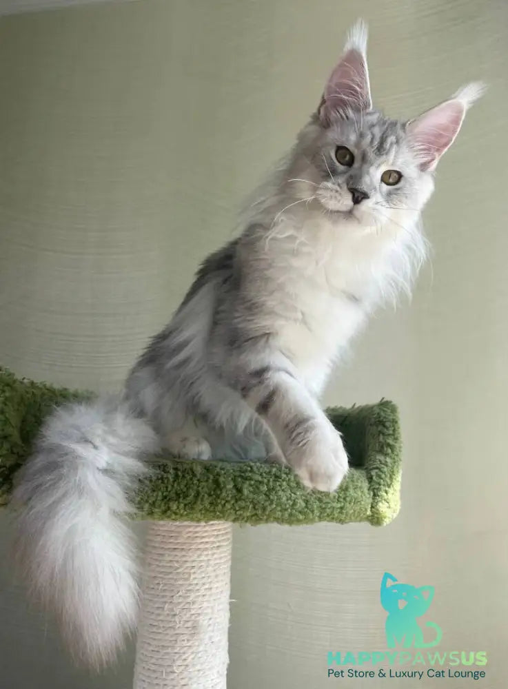 Cecilia Maine Coon female black silver tabby - live animals