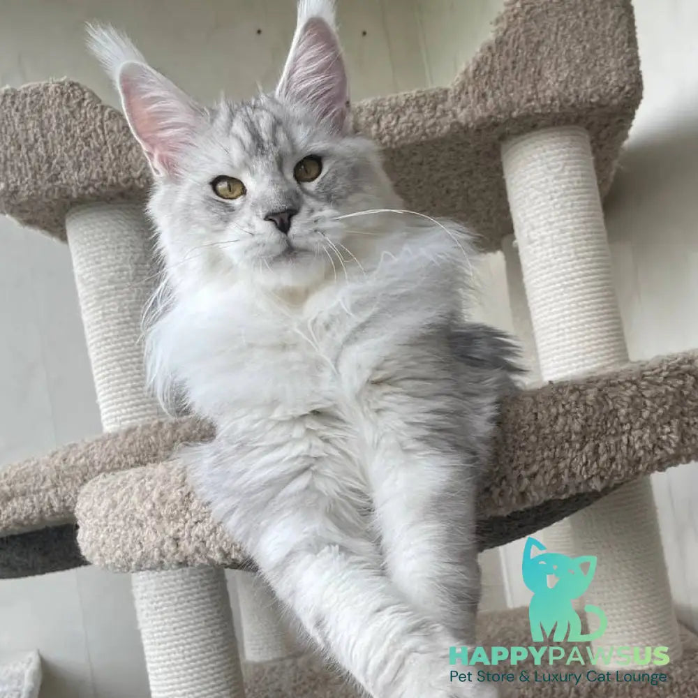 Cecilia Maine Coon female black silver tabby - live animals