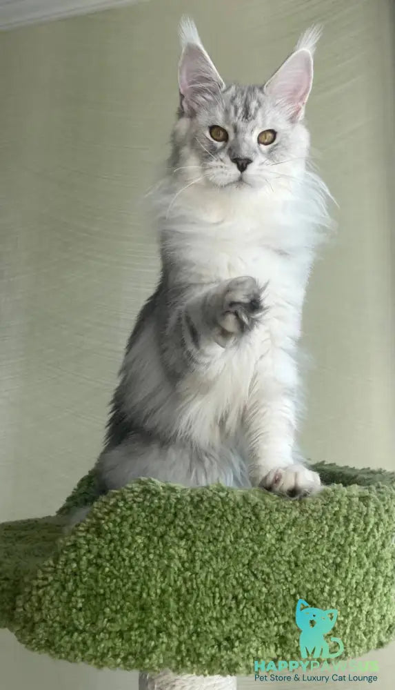 Cecilia Maine Coon female black silver tabby - live animals