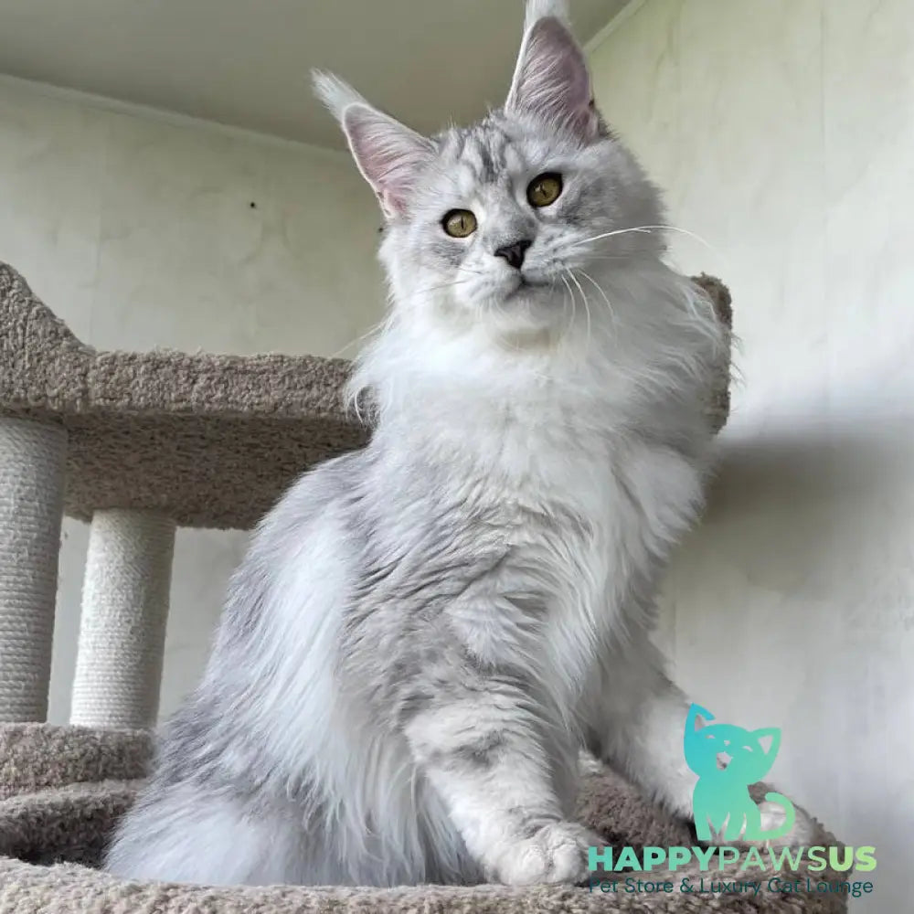Cecilia Maine Coon female black silver tabby - live animals