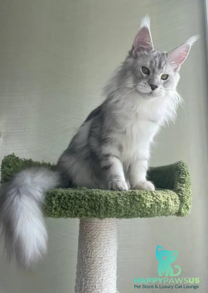 Cecilia Maine Coon female black silver tabby - live animals