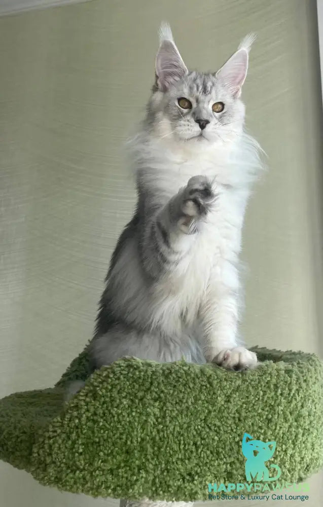 Cecilia Maine Coon female black silver tabby - live animals