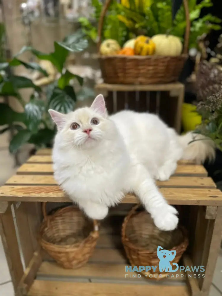 Cedris Ragdoll male cream mitted tabby live animals