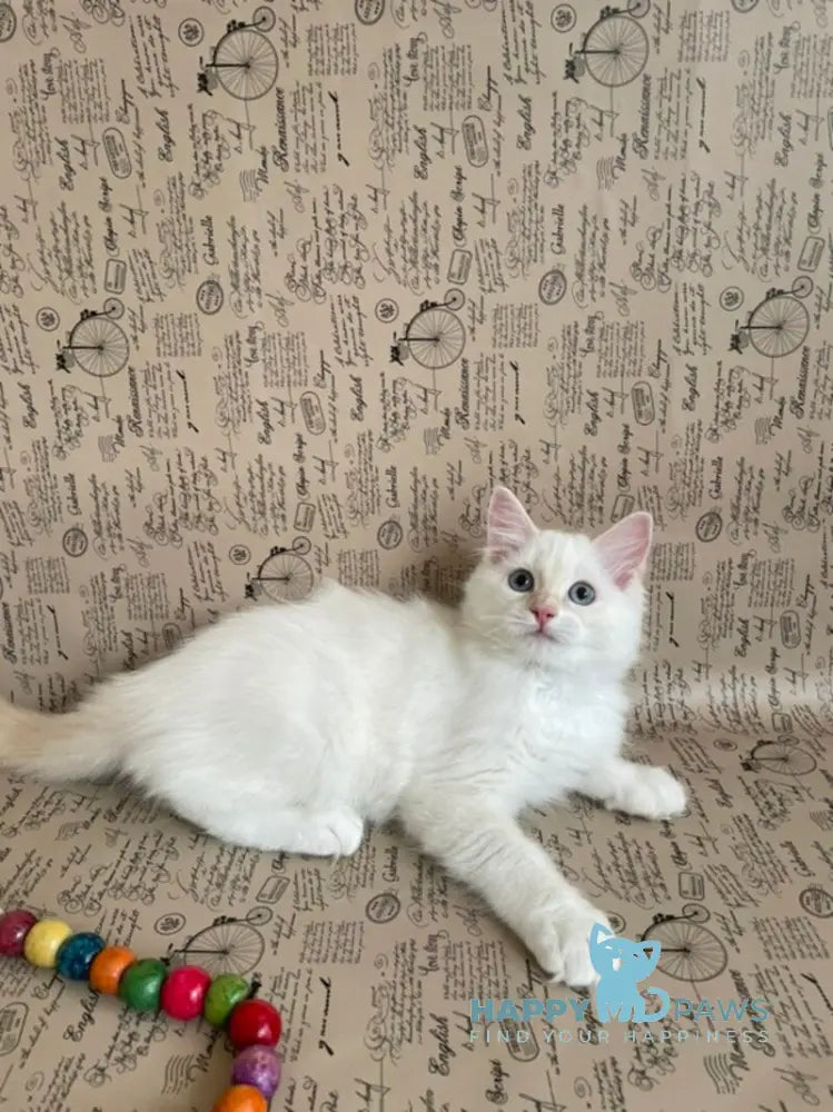 Cedris Ragdoll male cream mitted tabby live animals
