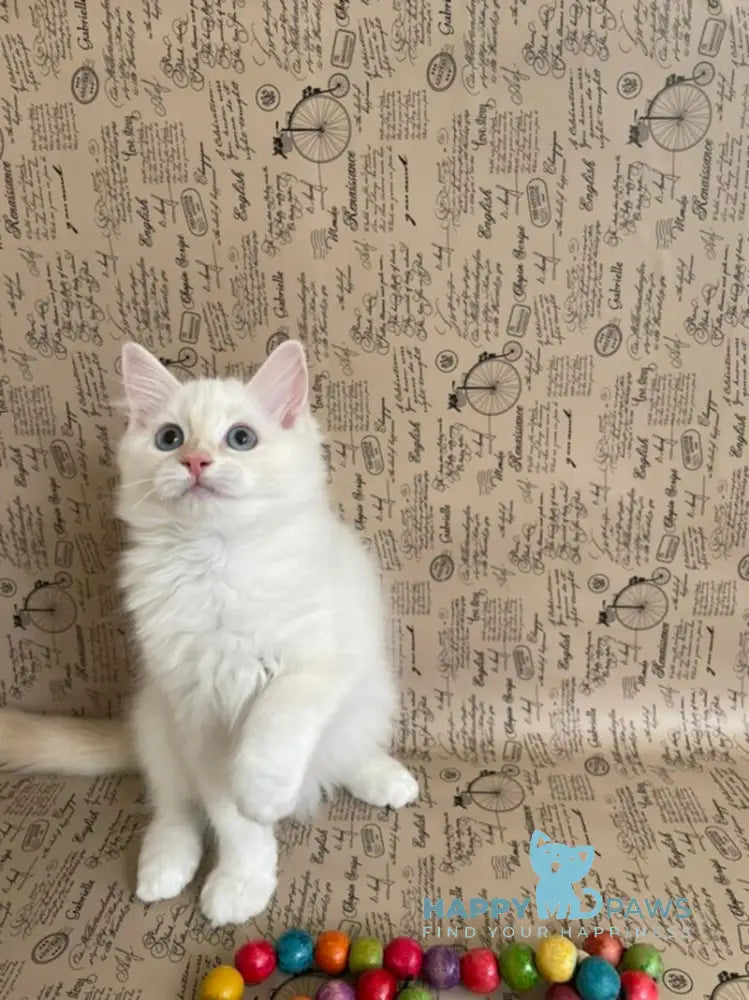 Cedris Ragdoll male cream mitted tabby live animals