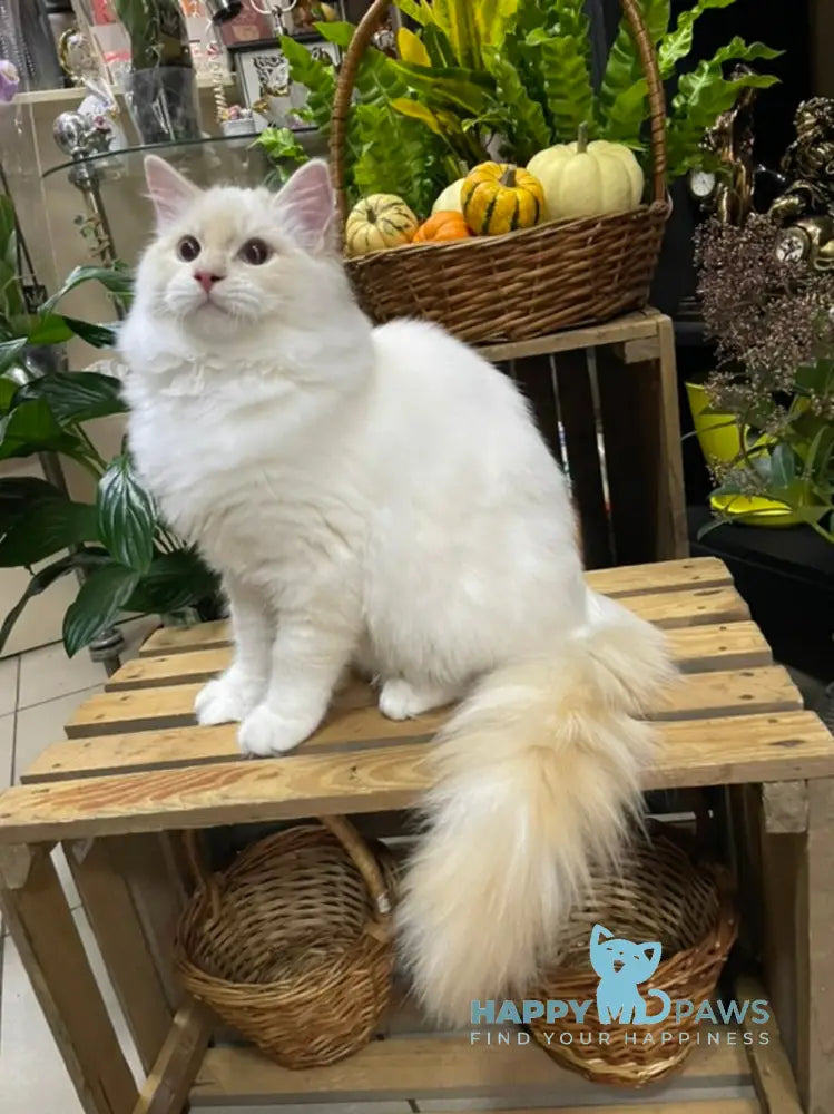Cedris Ragdoll male cream mitted tabby live animals