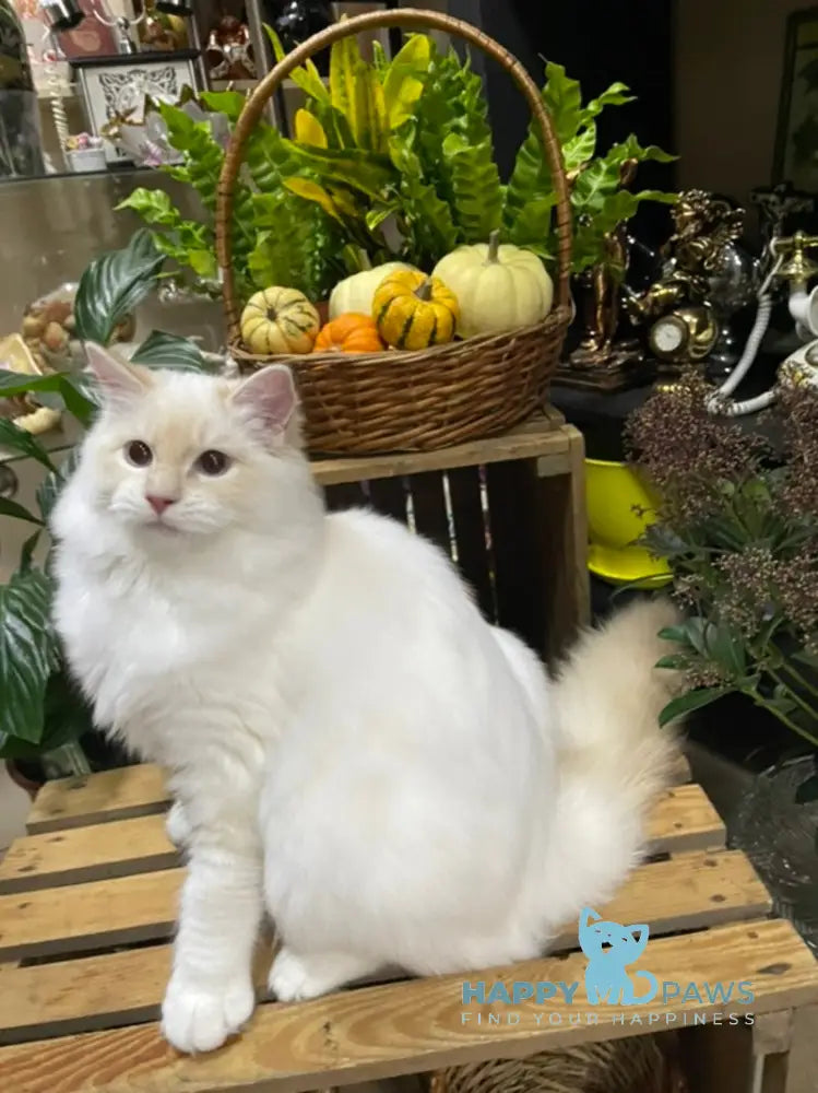Cedris Ragdoll male cream mitted tabby live animals