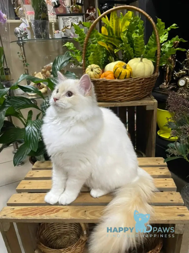 Cedris Ragdoll male cream mitted tabby live animals