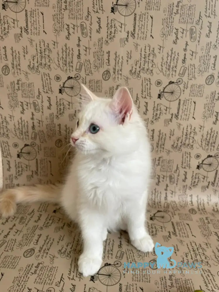 Cedris Ragdoll male cream mitted tabby live animals