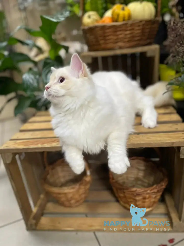 Cedris Ragdoll male cream mitted tabby live animals