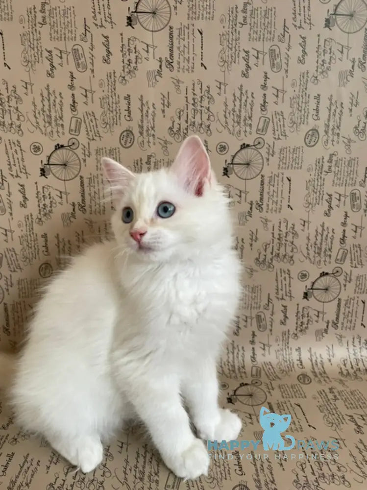 Cedris Ragdoll male cream mitted tabby live animals