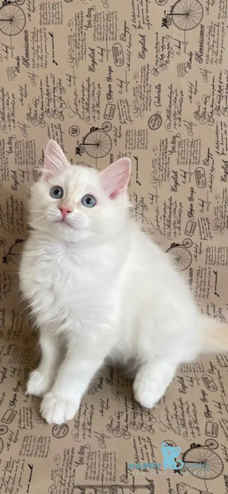 Cedris Ragdoll male cream mitted tabby live animals