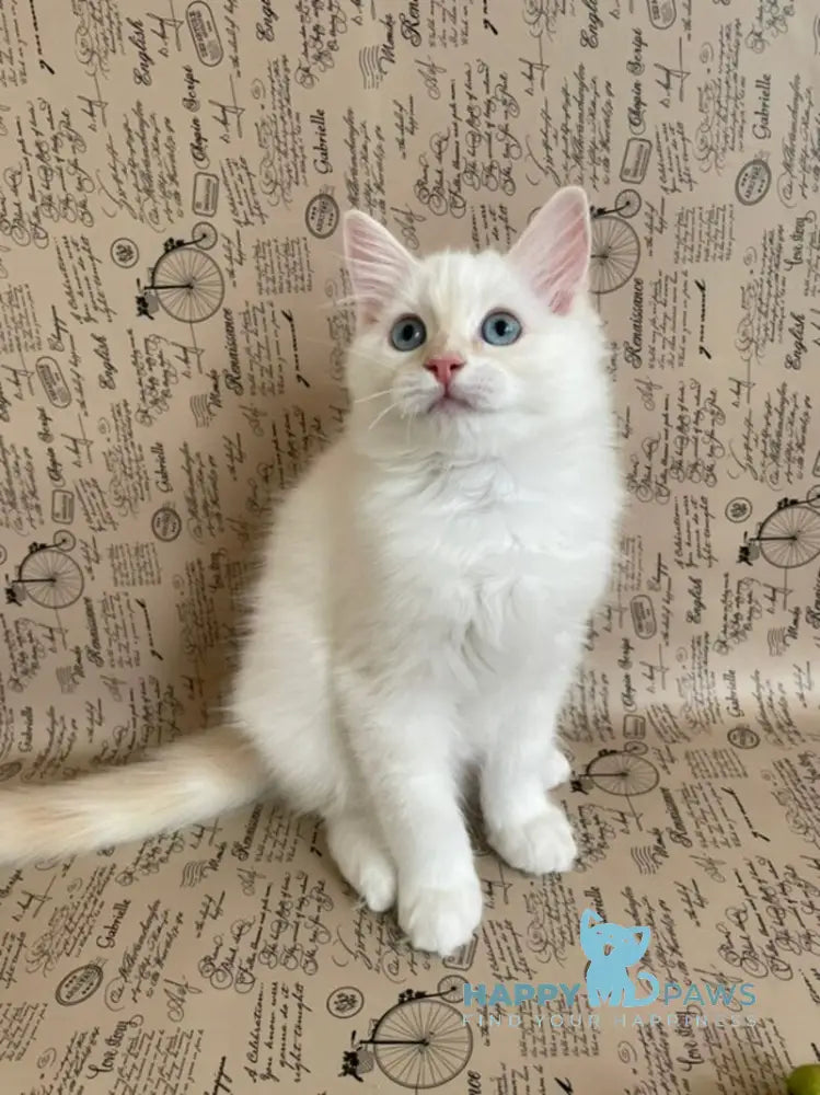 Cedris Ragdoll male cream mitted tabby live animals