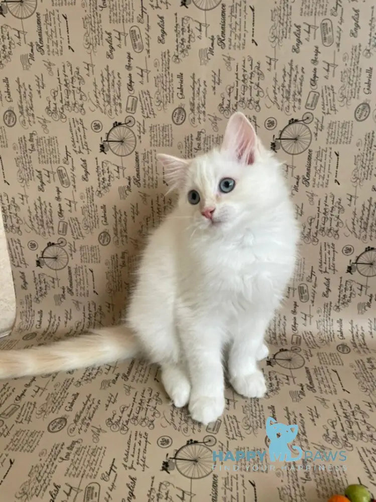 Cedris Ragdoll male cream mitted tabby live animals
