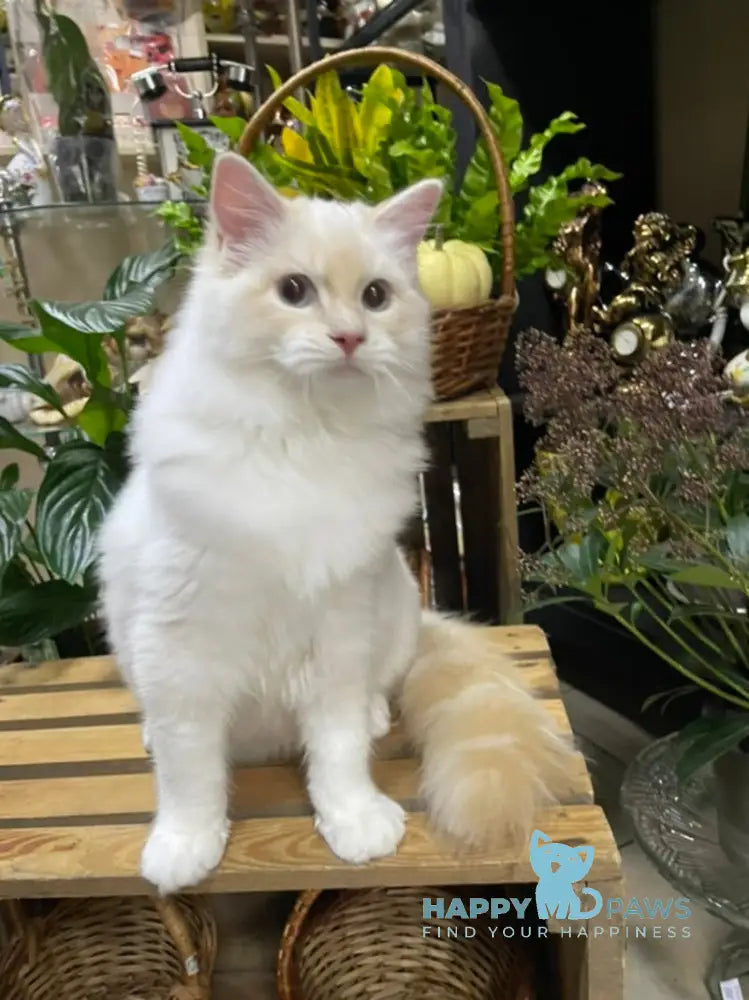 Cedris Ragdoll male cream mitted tabby live animals