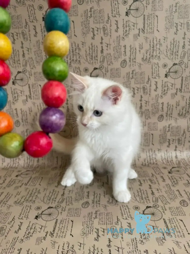 Cedris Ragdoll male cream mitted tabby live animals