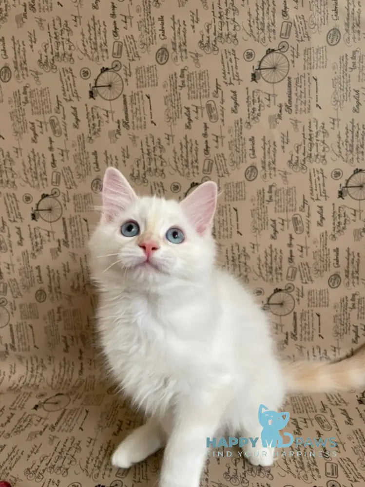 Cedris Ragdoll male cream mitted tabby live animals