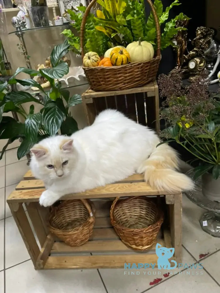 Cedris Ragdoll male cream mitted tabby live animals