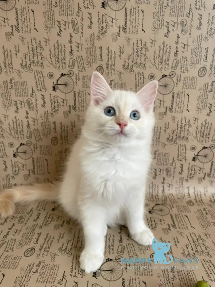 Cedris Ragdoll male cream mitted tabby live animals