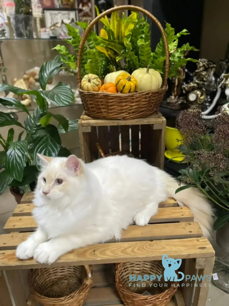 Cedris Ragdoll male cream mitted tabby live animals