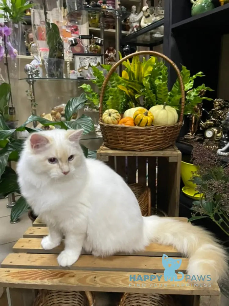 Cedris Ragdoll male cream mitted tabby live animals