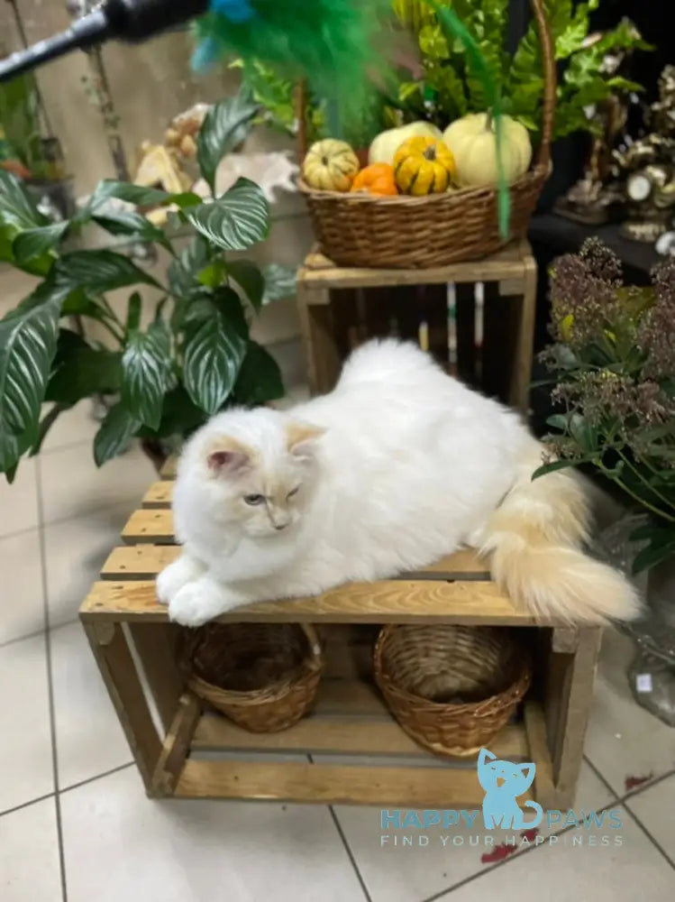 Cedris Ragdoll male cream mitted tabby live animals