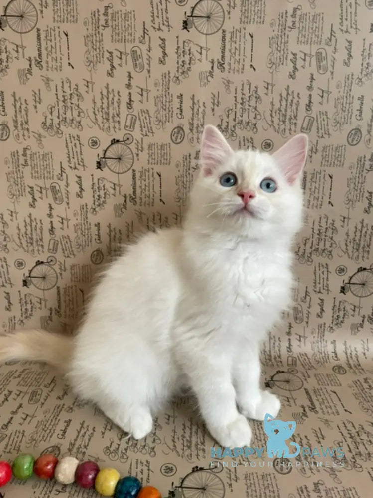 Cedris Ragdoll male cream mitted tabby live animals