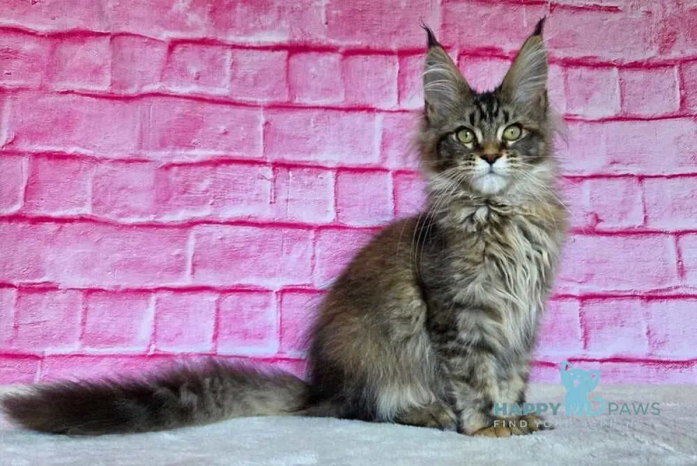 Celena Maine Coon female black tortie ticked tabby live animals