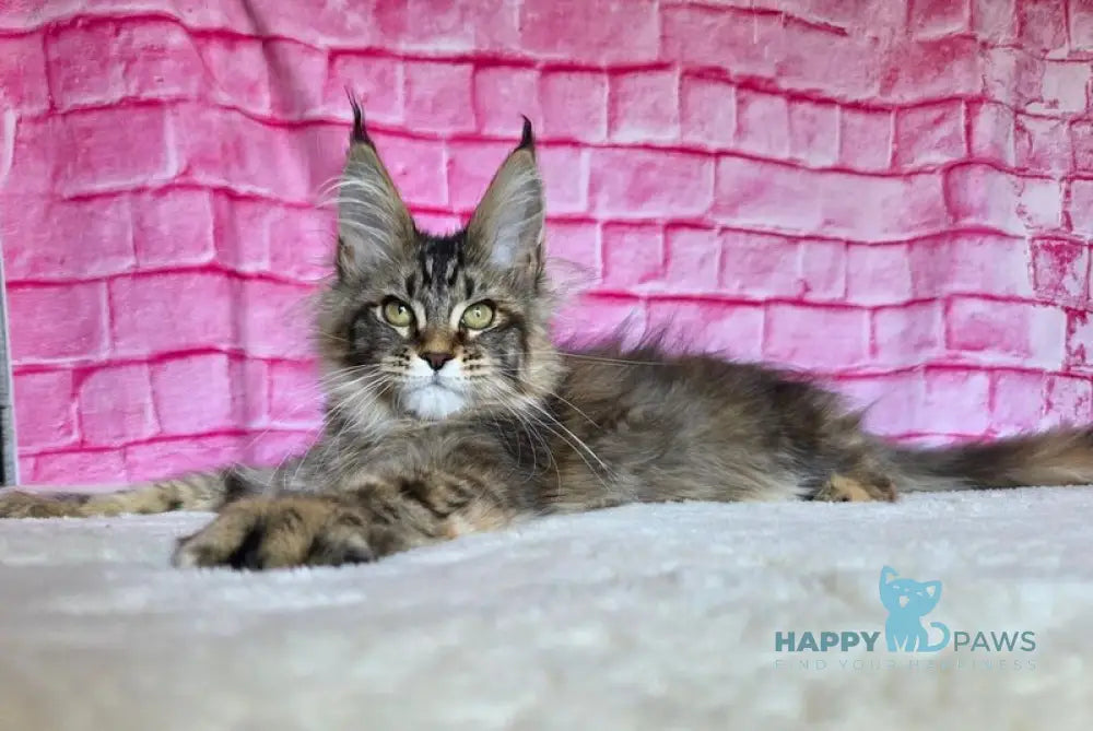 Celena Maine Coon female black tortie ticked tabby live animals