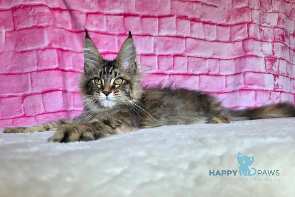 Celena Maine Coon female black tortie ticked tabby live animals