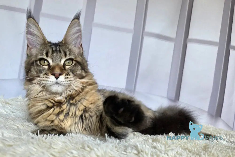Celena Maine Coon female black tortie ticked tabby live animals