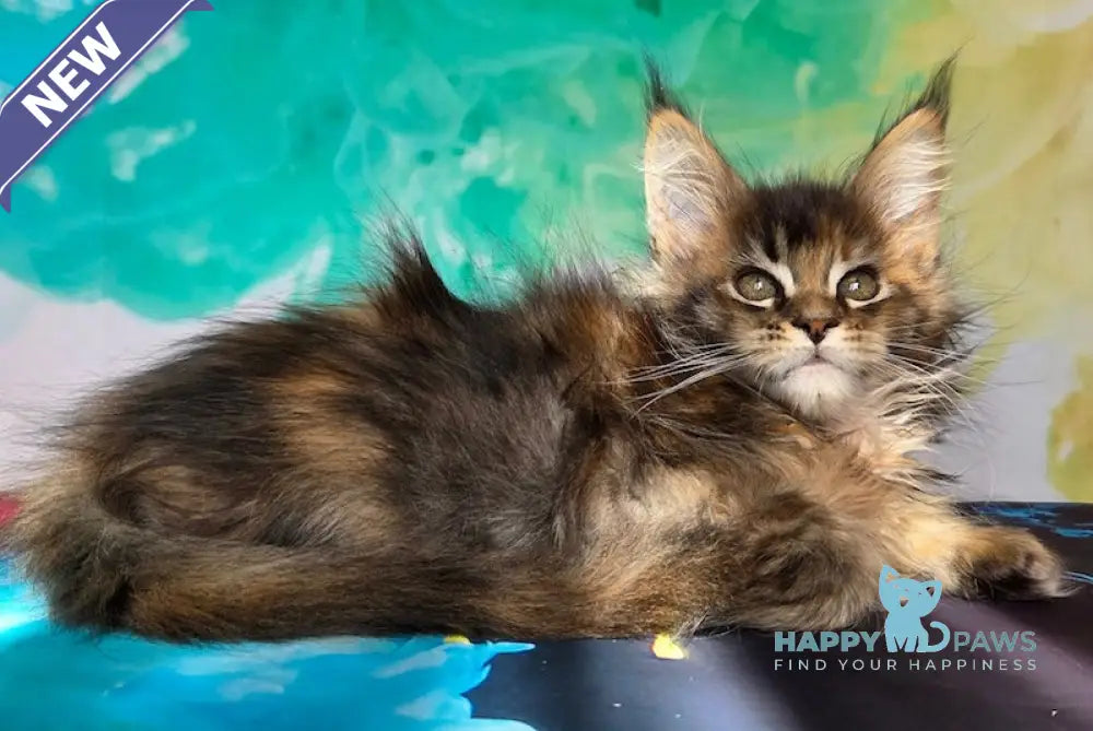 Celena Maine Coon female black tortie ticked tabby live animals