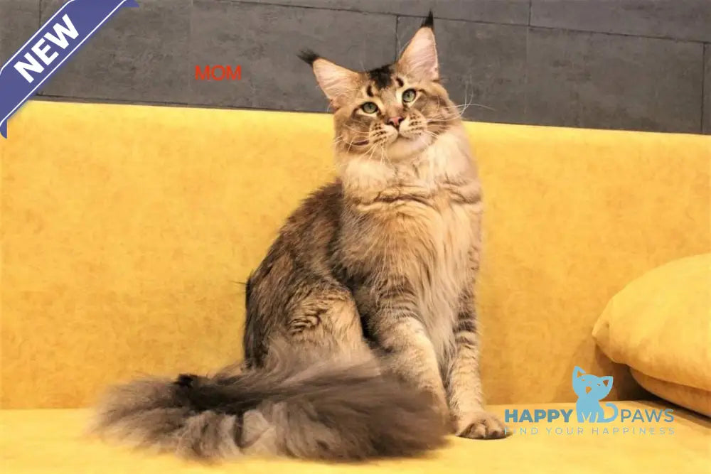 Celena Maine Coon female black tortie ticked tabby live animals