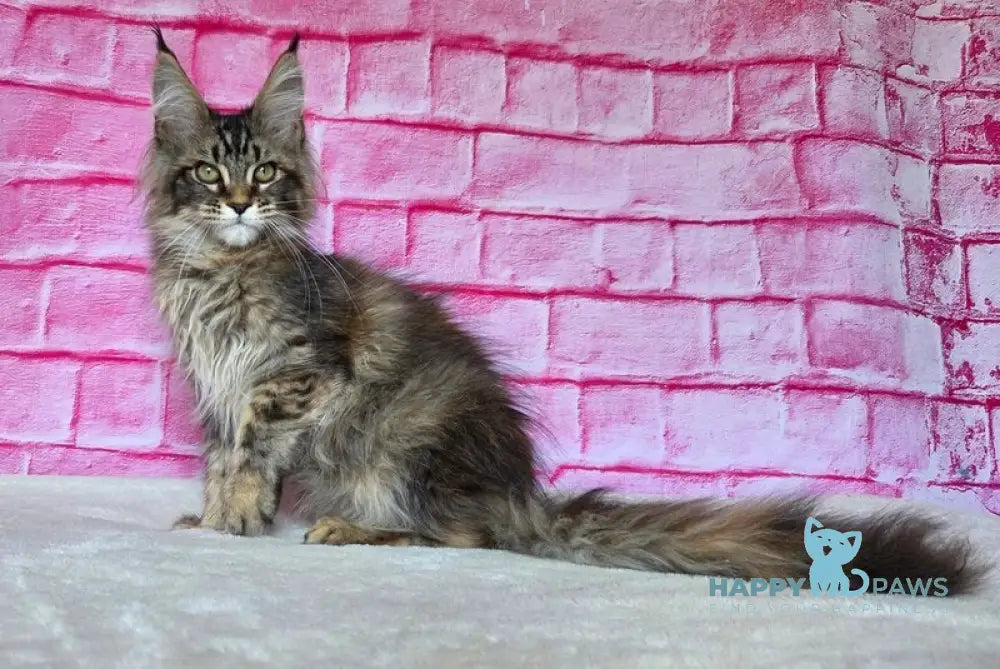 Celena Maine Coon female black tortie ticked tabby live animals