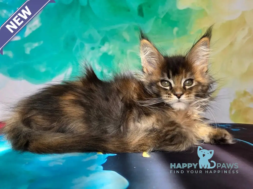 Celena Maine Coon female black tortie ticked tabby live animals