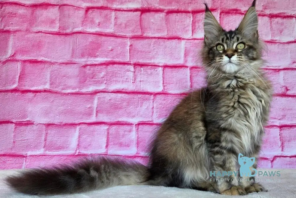 Celena Maine Coon female black tortie ticked tabby live animals