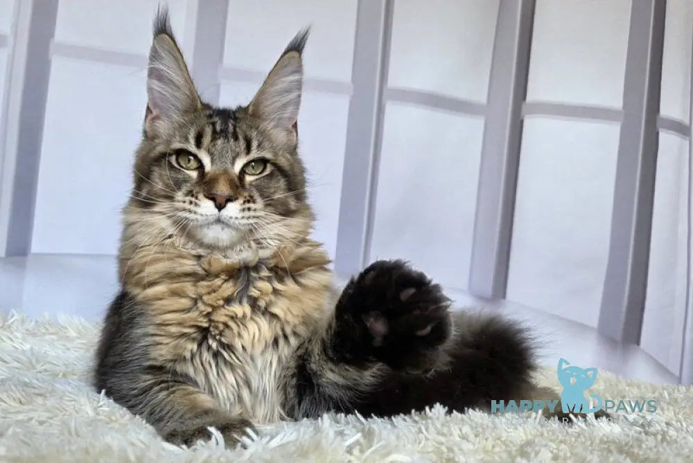 Celena Maine Coon female black tortie ticked tabby live animals