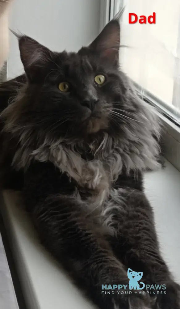 Cеlesta Maine Coon female blue live animals